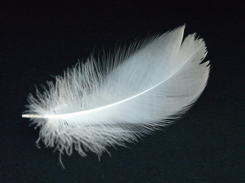 airy, vulnerability, black, feather, slightly, fluffy, animal springs, studio shot, down, close-up, no people, vertebrate, animal, 2K, animal themes, swan feather