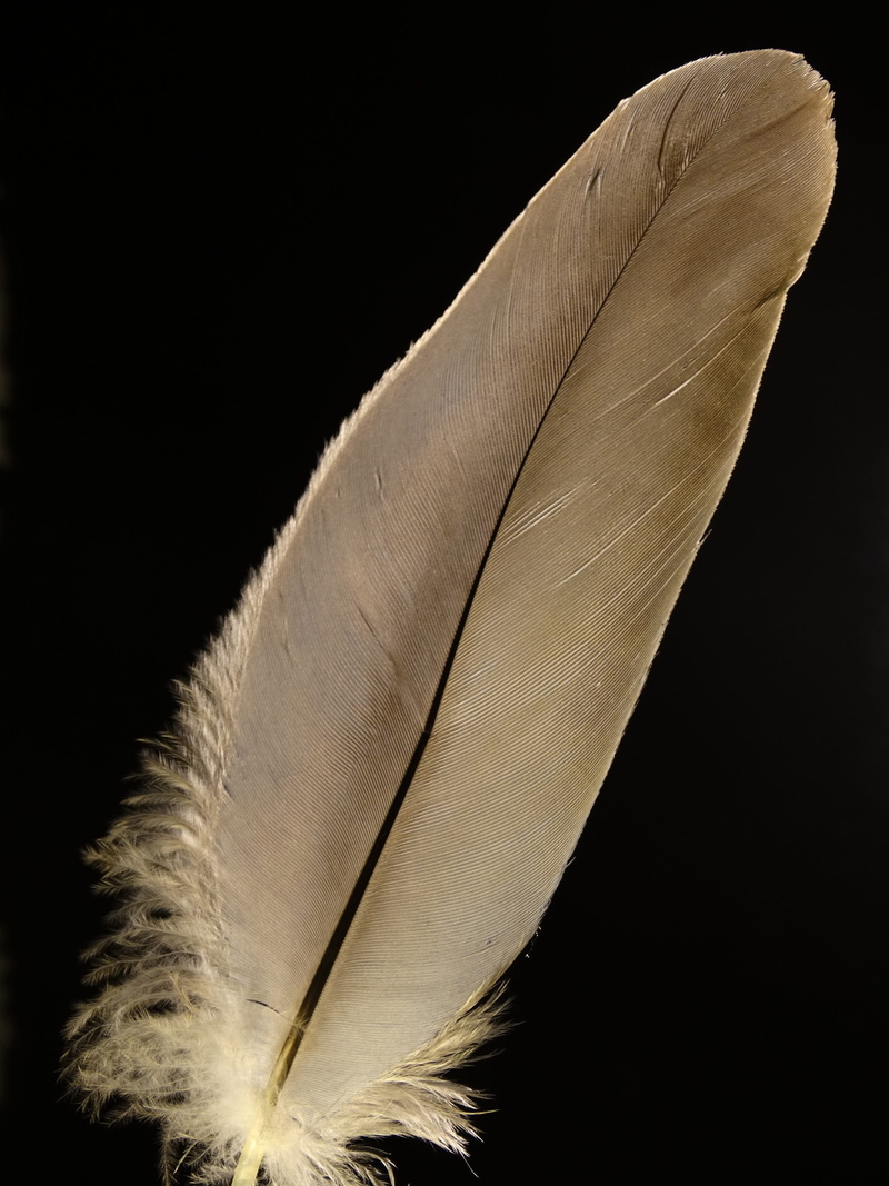 cut out, airy, black background, vulnerability, leaf, studio shot, lightweight, copy space, animal springs, structure, black, black color, no people, indoors