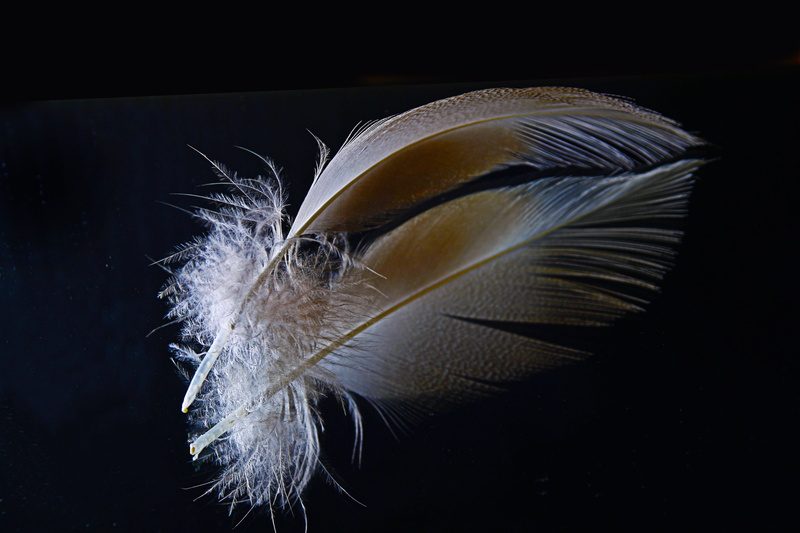 bird, animal, photography, plumage, nature, black background, down, softness, macro, one animal, animal wildlife, saltwater fish, 4K, no people, feather