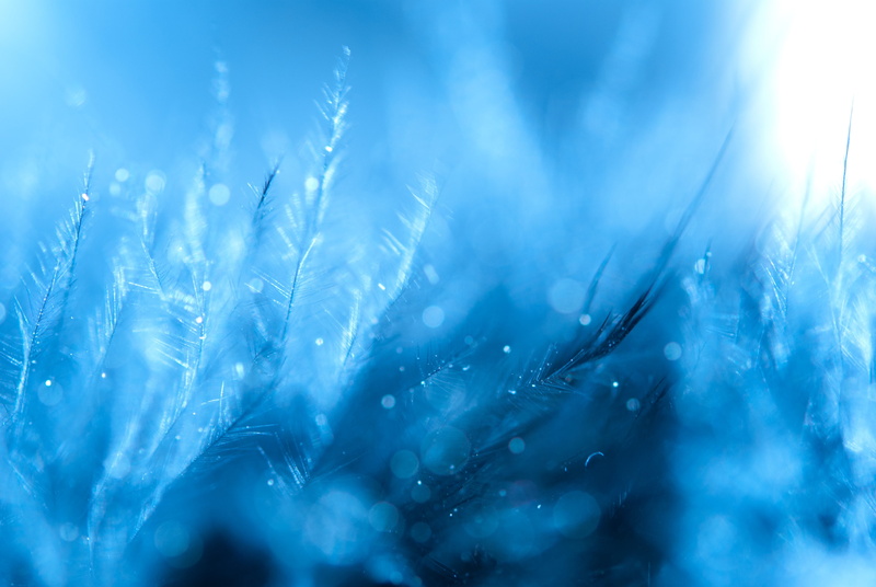 abstract, dew, white, water, background, feather, close-up, plant, winter, softness, soft focus, no people, freshness, blade of grass, ice, drops, focus