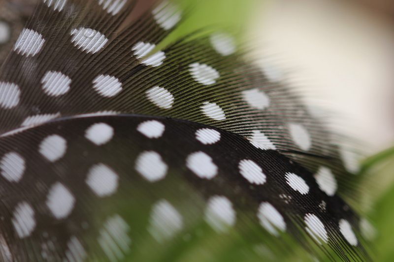polka, bird, textile, points, lightweight, feather, white color, selective focus, 5K, spring, animal wildlife, white, day, animal, no people, bird feather