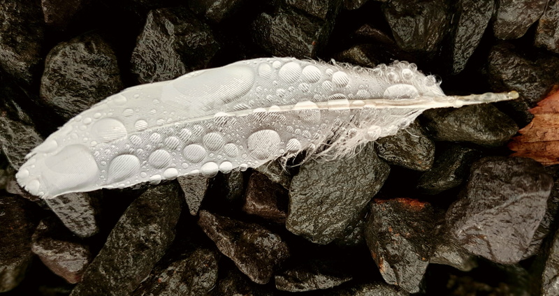 feather, reptile, nature, raindrop, invertebrate, fine, structures, run off, animal wildlife, magnifying glass effect, animals in the wild, close-up, rock
