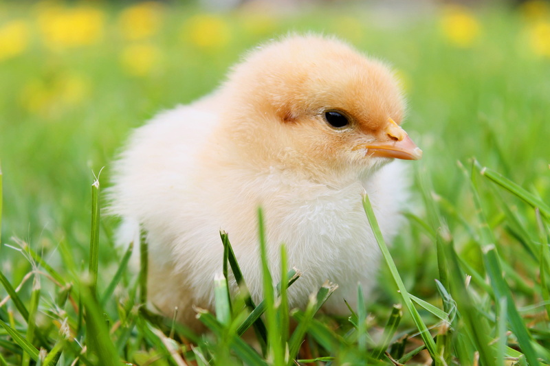 young bird, vertebrate, focus on foreground, field, feather, yellow, cute, domestic animals, plant, fluffy, one animal, chicks, day, outdoors, nature, close-up