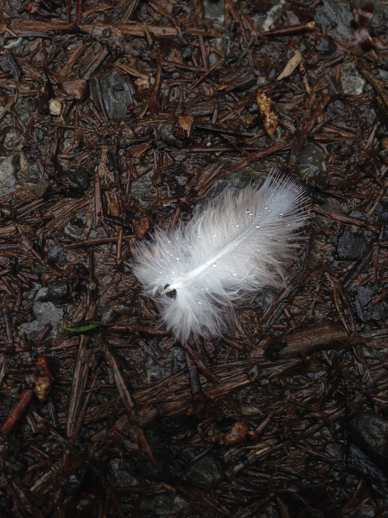 soft, fluffy, animal themes, plant, white color, texture, fragility, drip, bird feather, beauty in nature, day, fluffity, nature, animal, Spring, Drop Of Water
