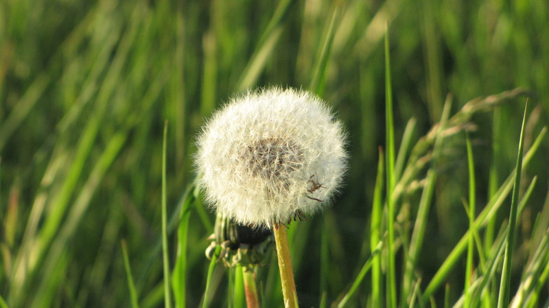 softness, blow, outdoors, background, close, flowering plant, airy, Seeds, transience, white, Spring, grass, green, weather, dandelion seed, sunbeam, blown