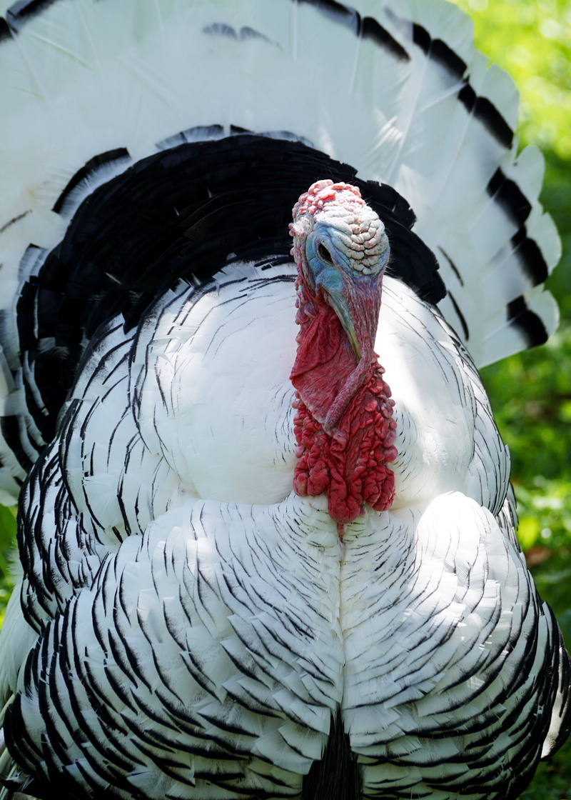 feather, mammal, bill, black and white, beak, vertebrate, spring dress, nature, close-up, wildlife photography, focus on foreground, white-black, animal world