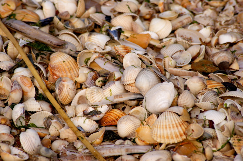 Mussels, structure, coast, 4K, quantitative, souvenir, animal, holiday, nature, large group of objects, shells, freshness, Color, colorful, animal themes