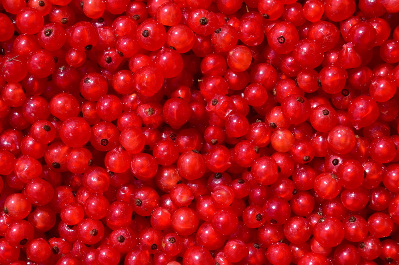 traeuble, garden, close-up, cranberry, background, healthy lifestyle, 4K, freshness, large group of objects, outdoors, backgrounds, food, sour, about