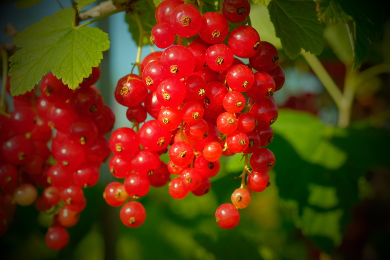 5K, shiny, close, traeuble, Currants, Red Currant, bunch, sour, about, red, summer, berry Fruit, healthy Eating, leaves, tree, selective focus, ribes rubrum