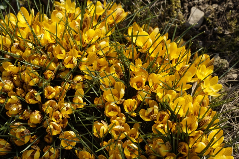 spring crocus, end of winter, nature, spring, close-up, bright, inflorescence, flower head, bloom, yellow, sunlight, no people, day, harbinger of spring