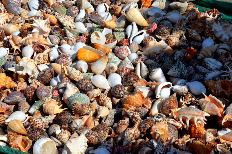 stone - object, texture, holiday, full frame, holidays, background image, structure, no people, souvenir, stone, animal wildlife, colorful, mussel shells