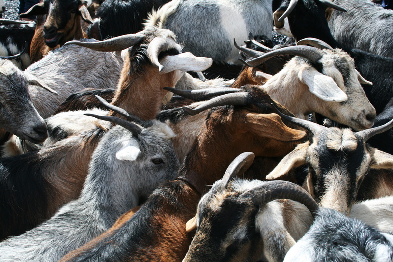 large group of animals, herbivorous, domestic, animal, flock, group of animals, pets, high angle view, sunlight, goats head, nature, mammal, animal head
