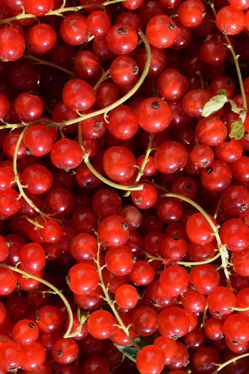 bunch, close-up, nature, indoors, 5K, still life, garden, healthy Eating, agriculture, organic, full frame, Berry, Background, Currants, large group of objects