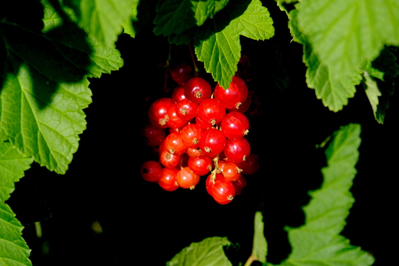 food and drink, plant, ripe, close, bush, close-up, growth, leaves, specialty, berry fruit, aroma, frisch, shiny, Fruit, eat, leaf, tree, soft fruit, summer