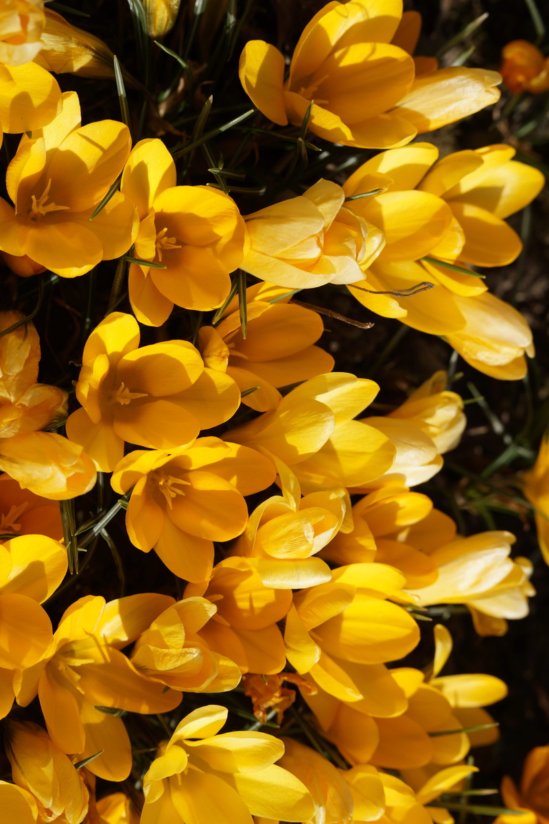 nature, bright, close-up, frühlingsanfang, plant, vibrant color, crocus, garden, frühlingsblüher, many, spring crocus, petal, harbinger of spring, yellow
