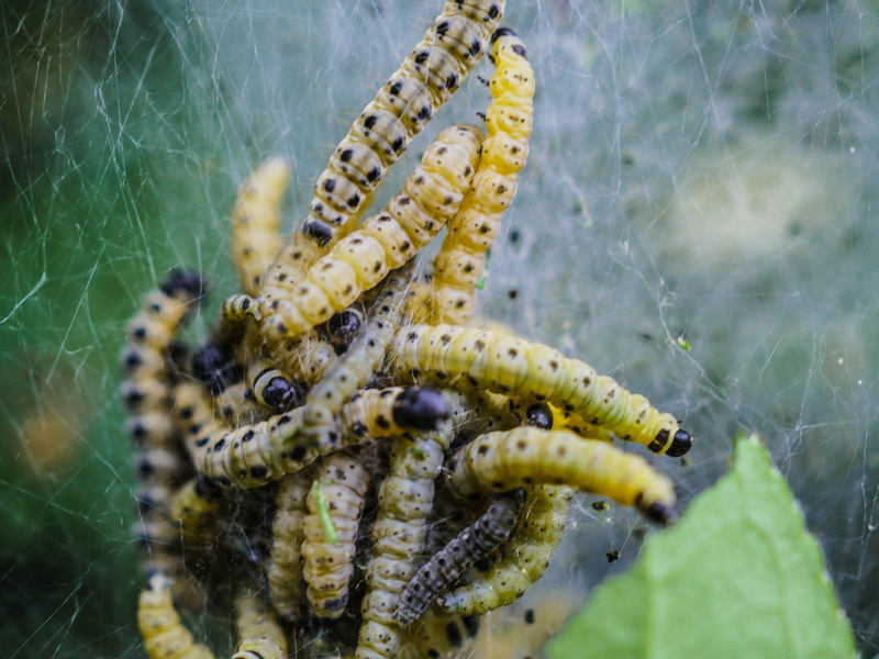 spring, yponomeuta evonymella, animal wildlife, animal themes, animal world, spun yarn, arthropod, insect, outdoors, one animal, close-up, animals in the wild