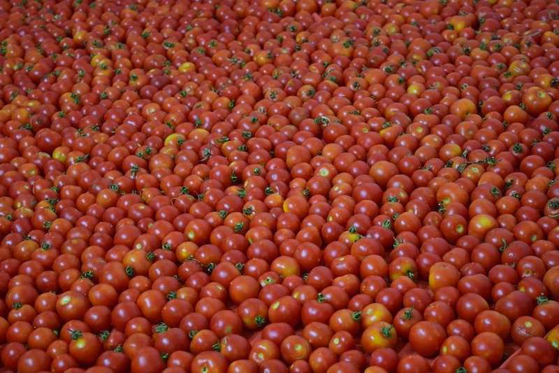 healthy eating, full frame, food, backgrounds, 5K, food and drink, red, vegetarian food, Tomatoes, many tomatos, Background, raw food, orange color, fruit