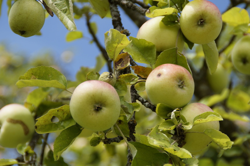 green Color, Branches, apple, fruits, fruit tree, harvest, crop, freshness, healthy, kernobstgewaechs, autumn, Aesthetic, delicious, many, apple - Fruit