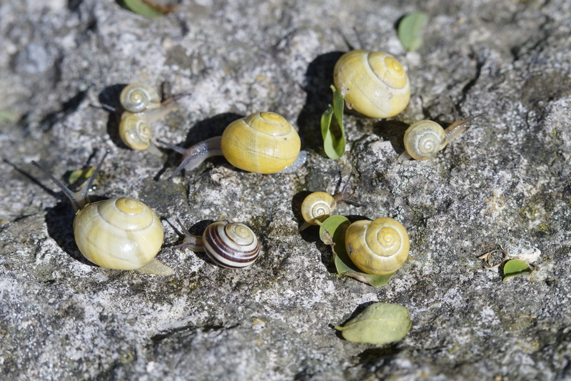 close-up, animal wildlife, summer, housing snail, high angle view, many, group of animals, Yellow, invertebrate, animal, animals in the wild, mollusk, reptile