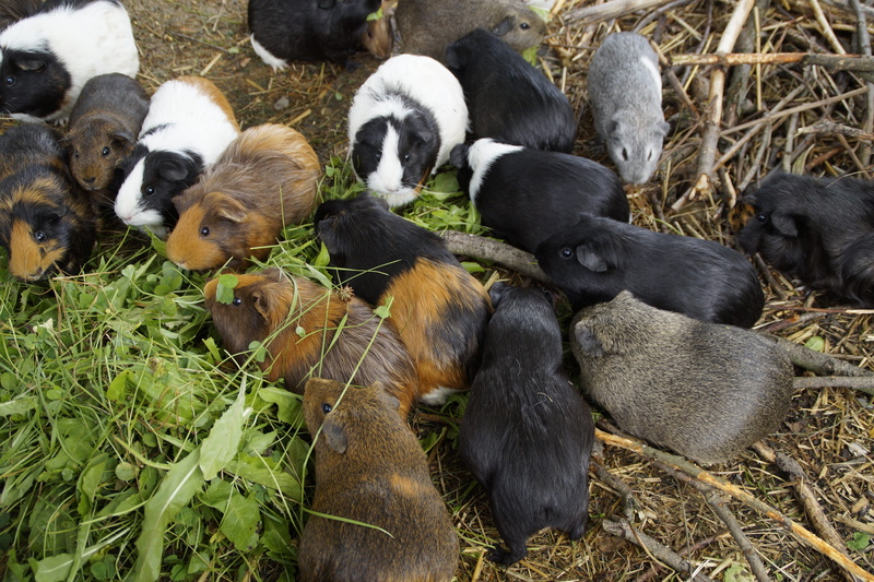 nature, guinea pig breeding, no people, young animal, animal, animal themes, eat, vegetarian, pets, green fodder, feed, high angle view, Guinea Pig, small animals