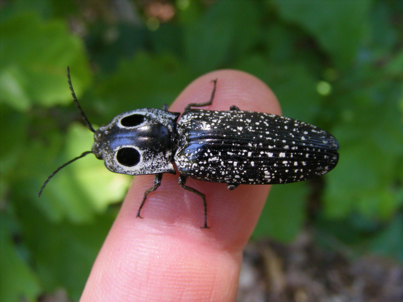 holding, animal wildlife, close-up, finger, outdoors, small, focus on foreground, wildlife, animals in the wild, day, eyed elator, one person, beetle, ferocious
