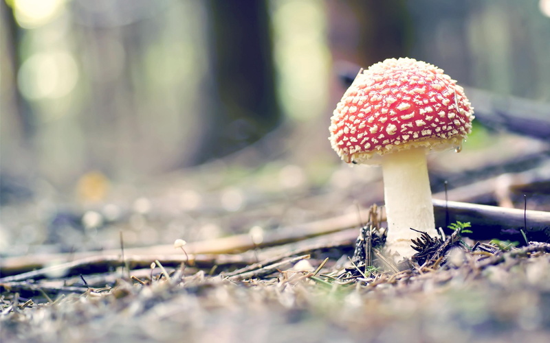 fly agaric, nature, forest, tree, fly, trees, branch, mushroom, twig, 2K, agaric, drops, macro, bokeh, soft, nature and