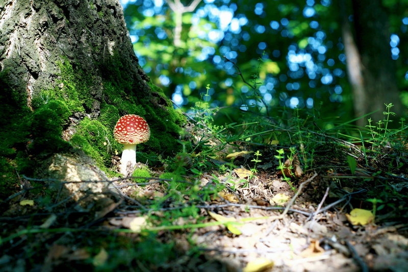 field, close-up, MUSHROOM, fungus, MACRO, FOREST, white, beauty in nature, red, food, fly, day, 1080P, plant, freshness, growth, outdoors, fly agaric mushroom