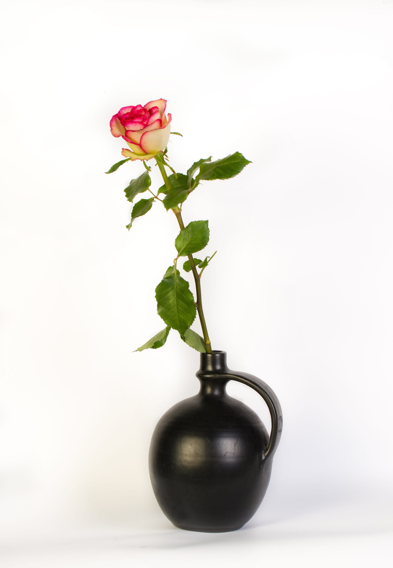 cut out, plant part, flower arrangement, vulnerability, vase, 4K, indoors, leaf, freshness, copy space, close-up, flowering plant, beauty in nature, white background