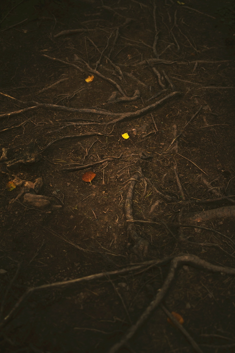 daytime, tree roots, plant part, soil, land, dark, environment, field, roots, high angle view, ground, brown, plant, natural, leaf, nature, forest, outdoors