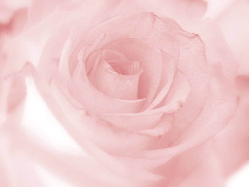 elegant, blossom, shallow, flowering plant, backgrounds, plant, focus, flower, rose, 4K, bloom, no people, romantic, petal, romance, pink, photo, decorative