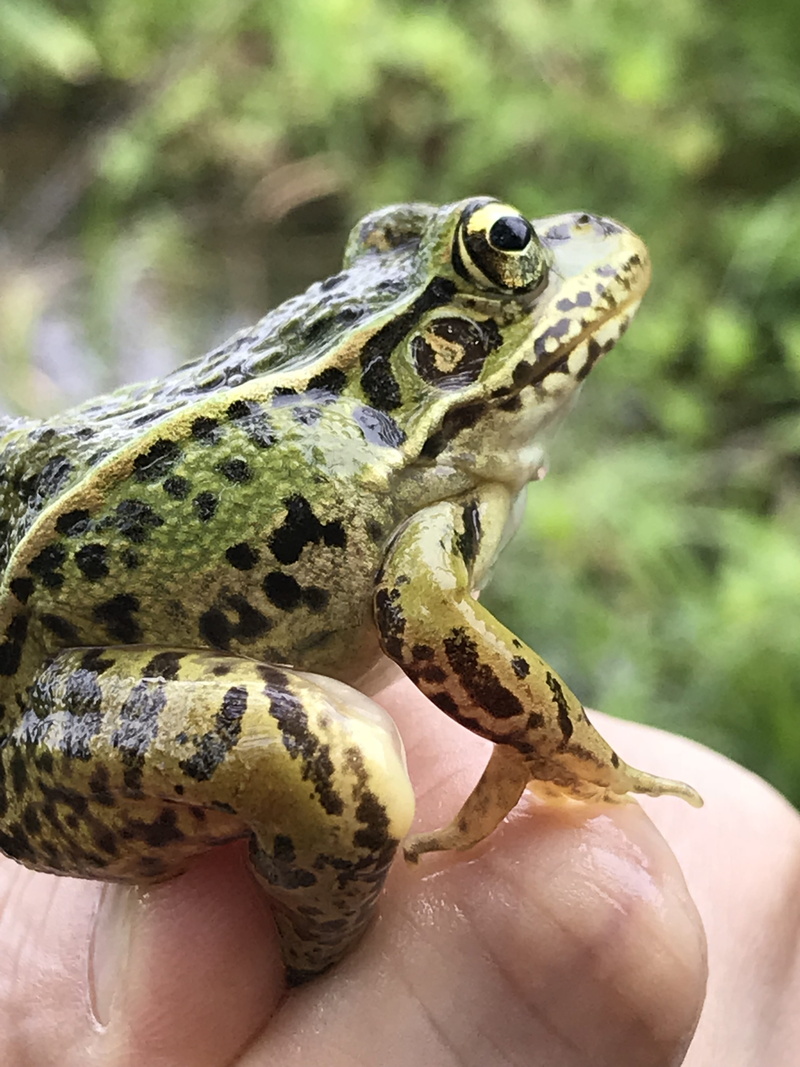 spring, 4K, hand, close-up, animal head, focus on foreground, nature, real people, body part, human finger, 蛙, animals in the wild, frog, animal, finger