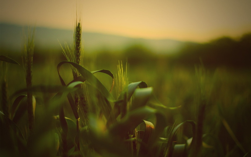 1080P, depth of field, wheat, nature, plants, spikelets, macro