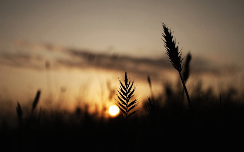 growth, cereal plant, tranquility, landscape, sky, silhouette, no people, beauty in nature, crop, land, close-up, tranquil scene, coniferous tree, nature