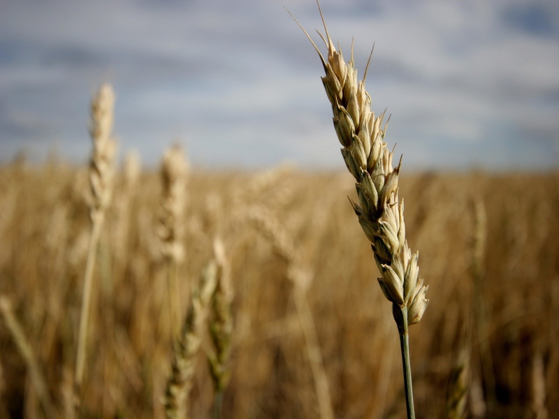 1080P, nature, wheat, spikelets