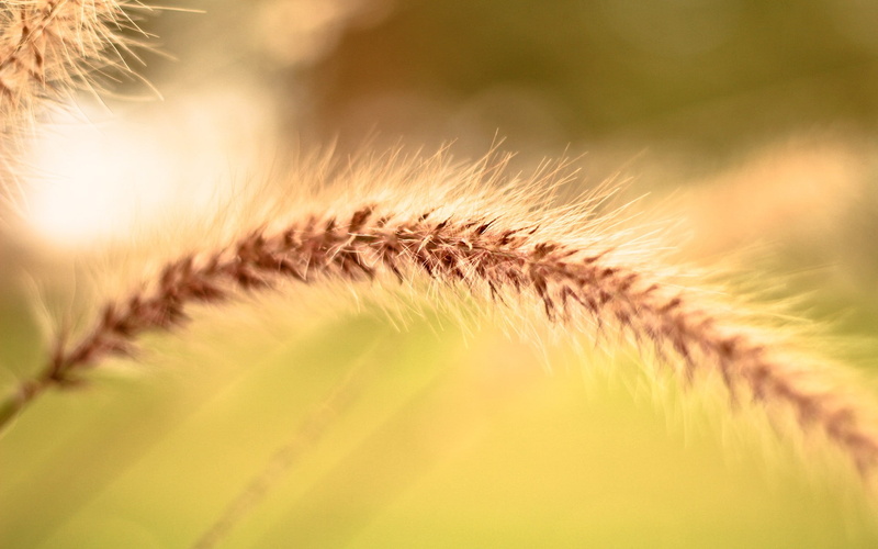 nature, spikelets, 1080P, macro