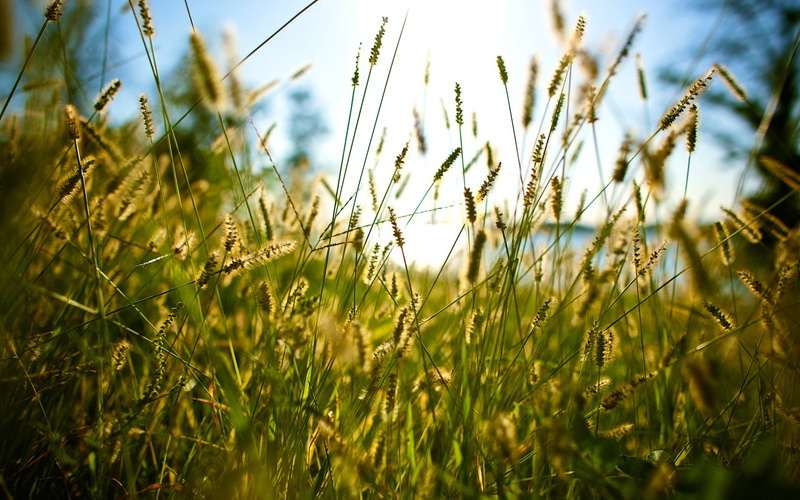 grass, spikelets, nature, 1080P