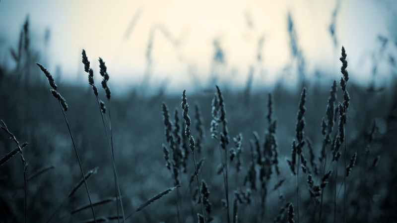rural scene, nature, crop, beauty in nature, close-up, cold, landscape, day, untitled, agriculture, spikelets, growth, selective focus, outdoors, environment