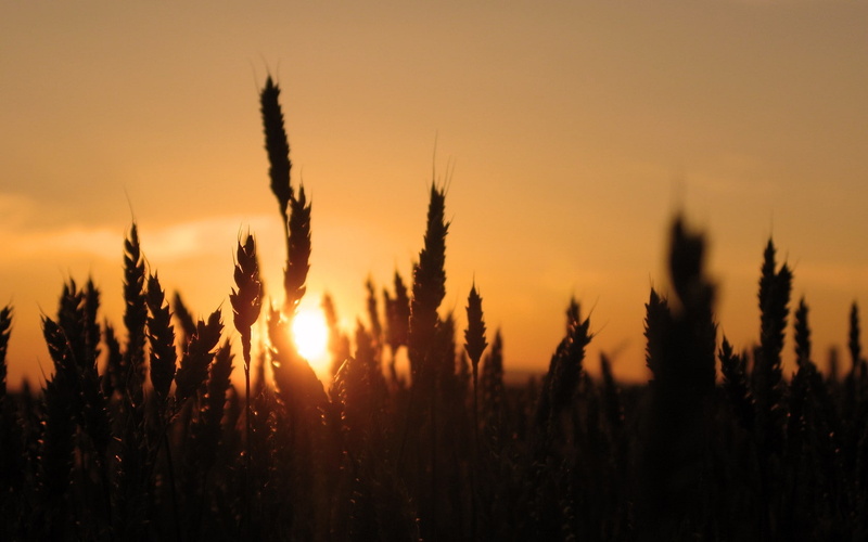 nature, sunlight, silhouette, 720P, spikelets
