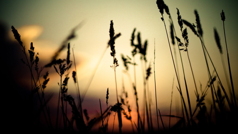 silhouette, bokeh, nature, plants, 2K, spikelets