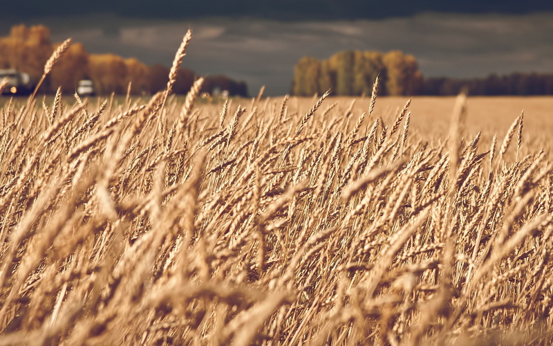 spikelets, nature, 2K, field, landscape