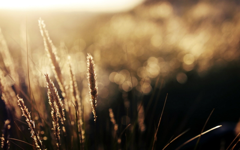 land, nature, beauty in nature, selective focus, spikelets, sunlight, plant, growth, field, rural scene, freshness, grass, agriculture, tranquility, close-up