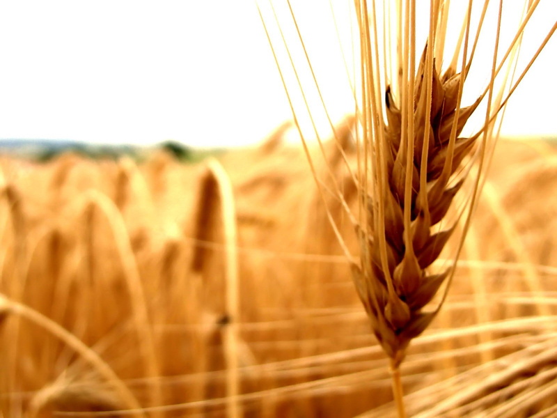 closeup, spikelets, nature, wheat, 720P