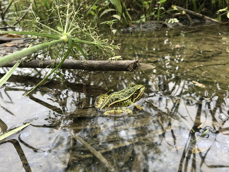 landscape, marsh, see the frog, animal wildlife, plant part, spring, waterfront, no people, green color, 蛙, nature, one animal, animals in the wild, reptile
