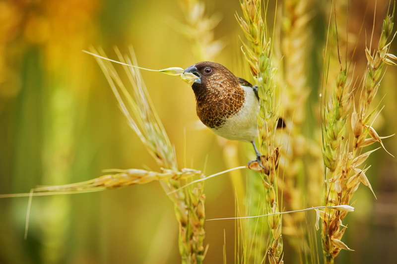 birds, 1080P, animals, spikelets, nature