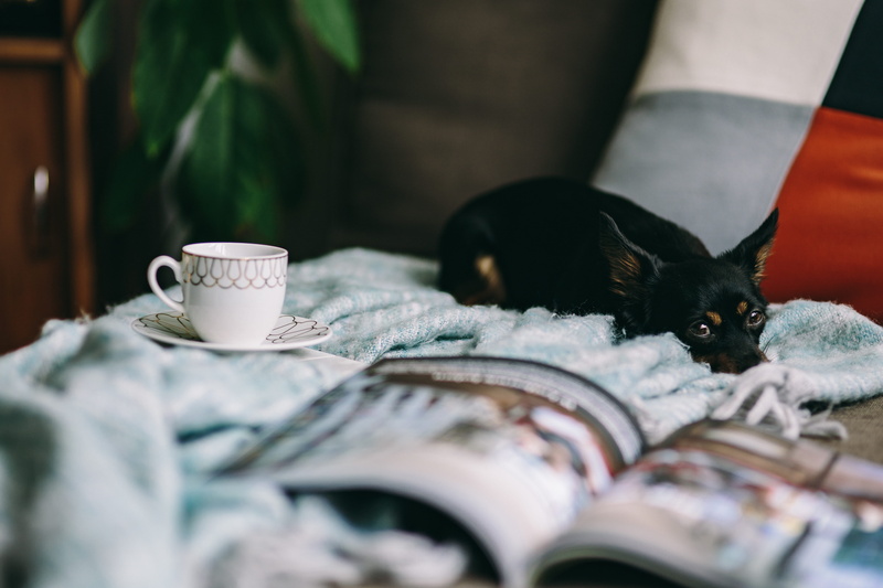 indoors, domestic animals, magazine, relaxation, ikea chaise longue, 5K, dog, one animal, mammal, reading, resting, puppy, read, pet, drink, relax, animal themes