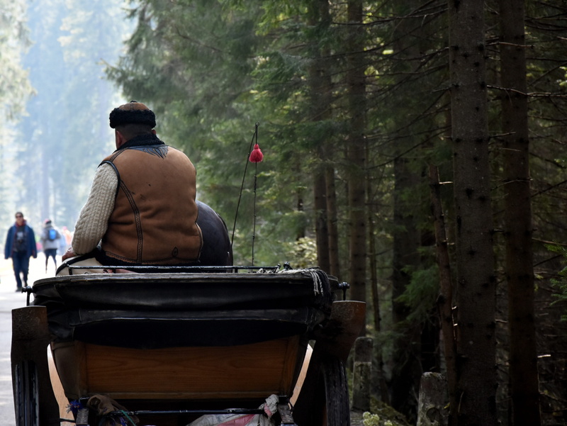 rear view, land, chaise, three quarter length, lifestyles, real people, chochołowska valley, transportation, 4K, spring, focus on foreground, nature, the horse