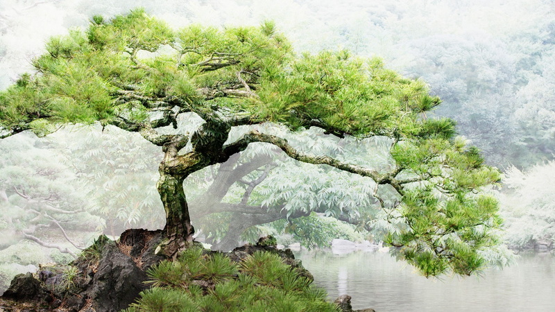 ponds, bonsai, 1080P