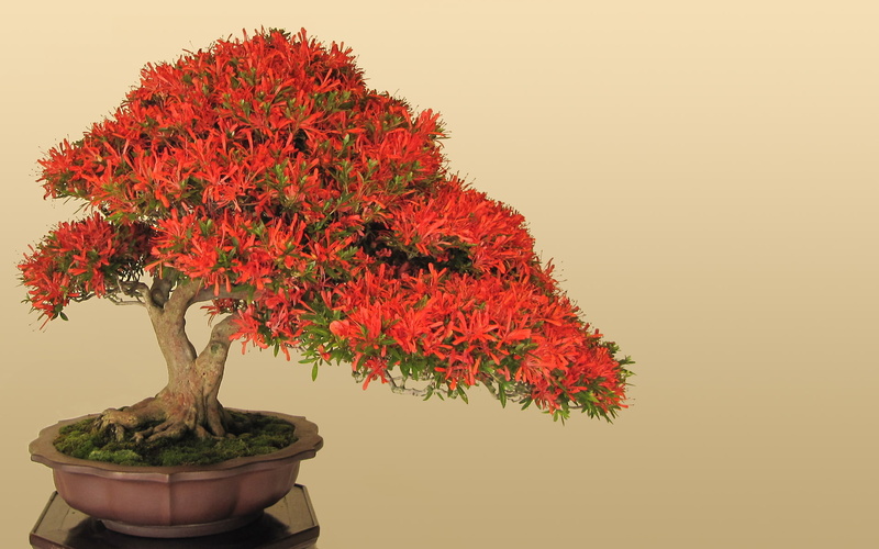 japan, bonsai, 1080P