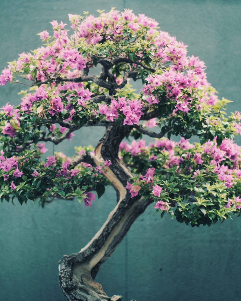 pink color, tranquility, outdoors, flowering plant, lake, flower head, cherry blossom, freshness, beautuful, water, bonsai tree, springtime, petal, plant