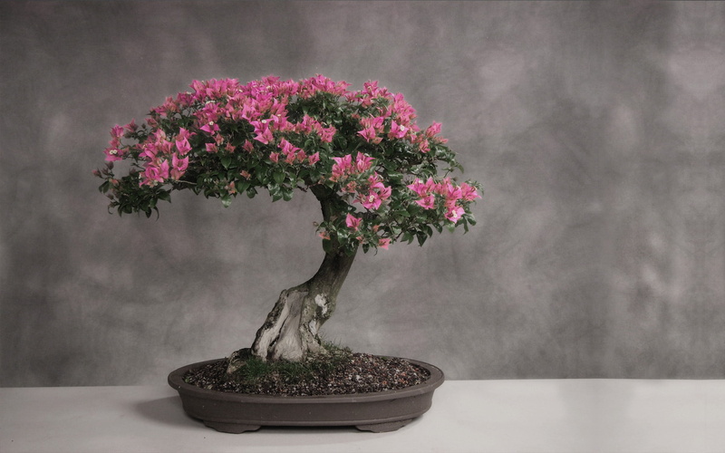 indoors, Japan, close-up, green Color, branch, houseplant, nature, wall - building feature, botany, light, plant, bonsai Tree, leaf, flower, growth, potted Plant